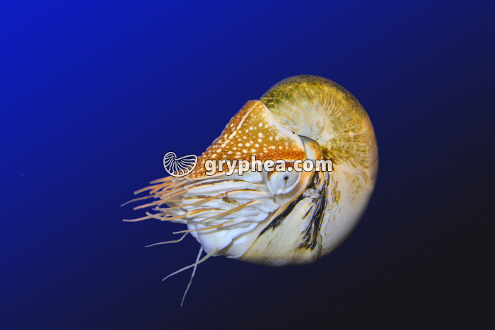 Nautile dans son milieu de vie - gryphea.com